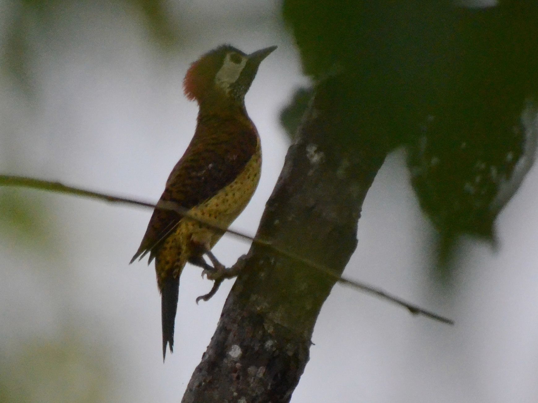 Click picture to see more Spot-breasted Woodpeckers.