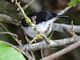 Black-and-white Antbird