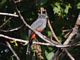 Blue-crowned Trogon - Female