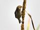 Chestnut-throated Seedeater
