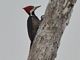 Crimson-crested Woodpecker - Female