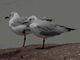 Gray-hooded (headed) Gulls