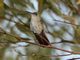 Olive-spotted Hummingbird