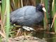 Slate-colored (Andean) Coot