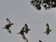 White-winged Parakeets